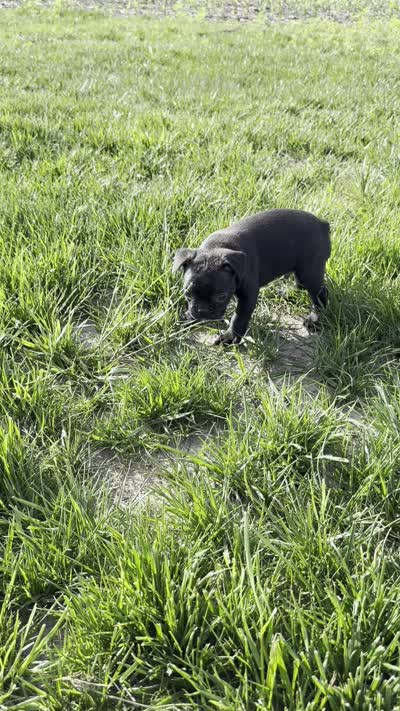 Everest, a male Frenchton for sale in Sullivan, IL – 4 of 4
