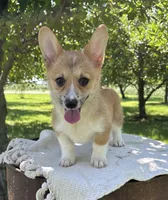 Ali, a female Pembroke Welsh Corgi for sale in Sullivan, IL – 2 of 5