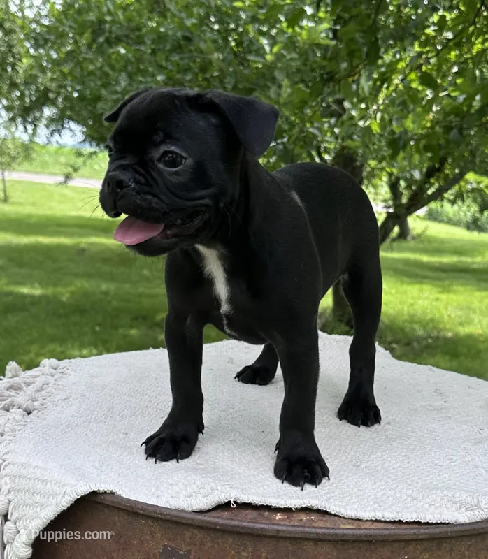 Everest – Frenchton puppy for sale in Sullivan, IL