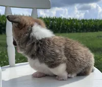 Houston, a male Pembroke Welsh Corgi for sale in Sullivan, IL – 3 of 4