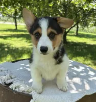 Coco, a female Pembroke Welsh Corgi for sale in Sullivan, IL – 3 of 4