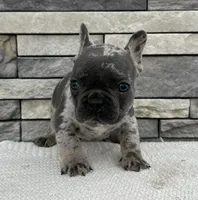 Parker, a male French Bulldog for sale in Sullivan, IL – Photo 2 of 3