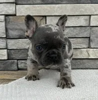 Parker, a male French Bulldog for sale in Sullivan, IL – Photo 3 of 3