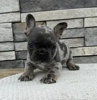 Parker, a male French Bulldog for sale in Sullivan, IL – Photo 1 of 3