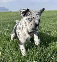 Forrest, a male Frenchton for sale in Sullivan, IL – 2 of 7