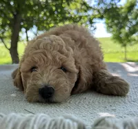 India, a female Miniature Goldendoodle for sale in Sullivan, IL – 4 of 5