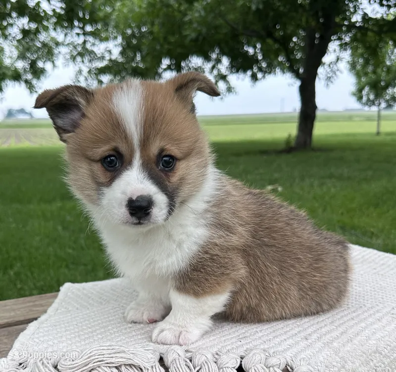 Sandy – Pembroke Welsh Corgi puppy for sale in Sullivan, IL