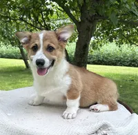 Sandy, a male Pembroke Welsh Corgi for sale in Sullivan, IL – 1 of 5