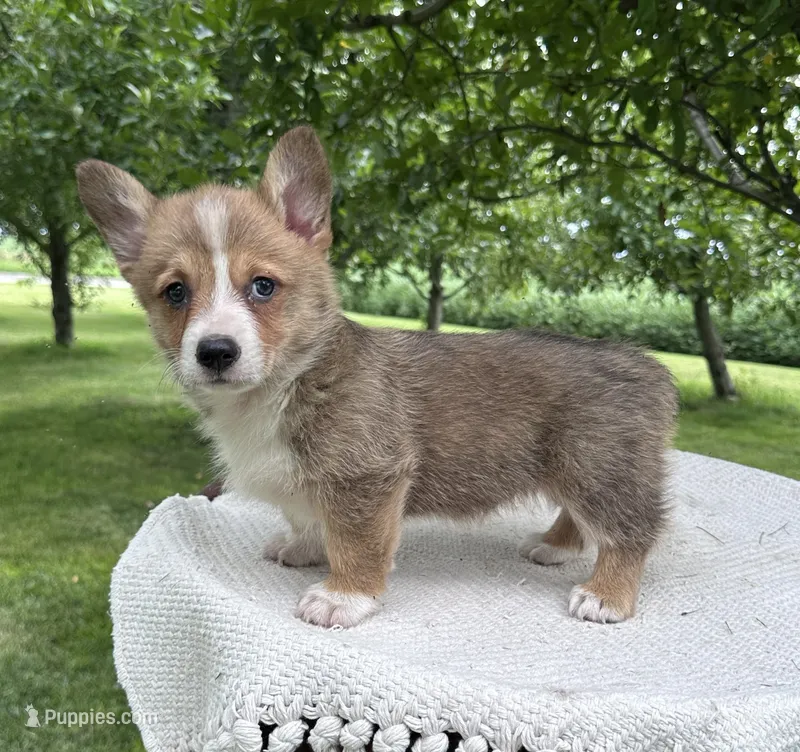 Jax – Pembroke Welsh Corgi puppy for sale in Sullivan, IL