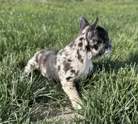 Meadow, a female Frenchton for sale in Sullivan, IL – 2 of 6