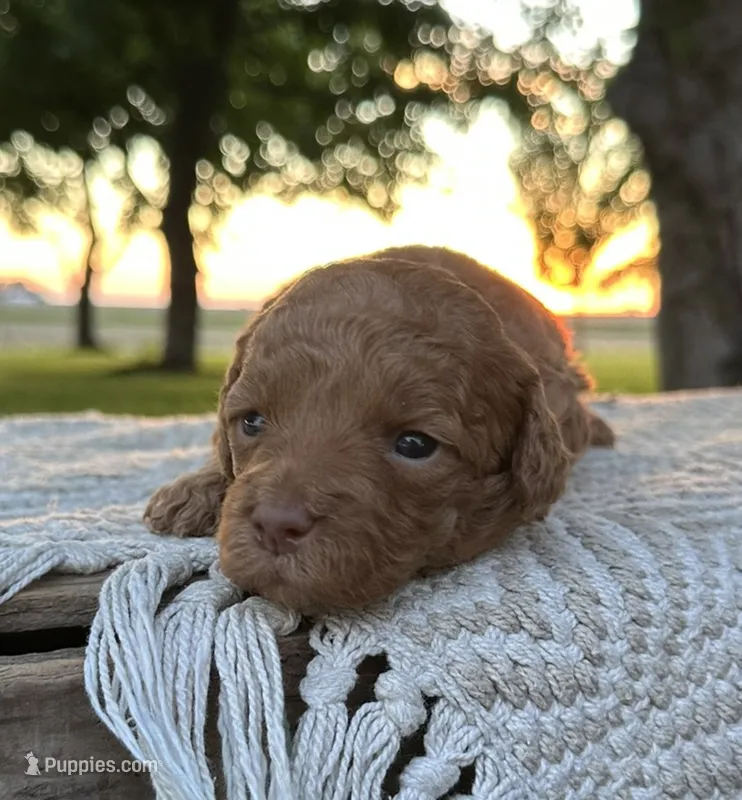 Effie  – Miniature Goldendoodle puppy for sale in Sullivan, IL