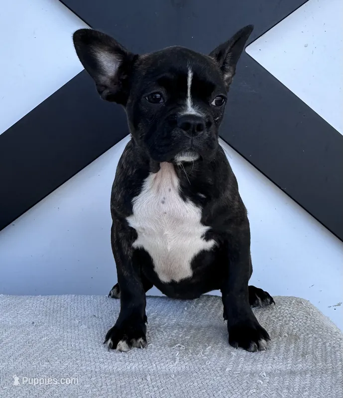 Kenzie – Frenchton puppy for sale in Sullivan, IL