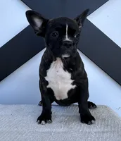 Kenzie, a female Frenchton for sale in Sullivan, IL – 2 of 6