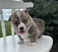 West, a male Pembroke Welsh Corgi for sale in Sullivan, IL – 3 of 5