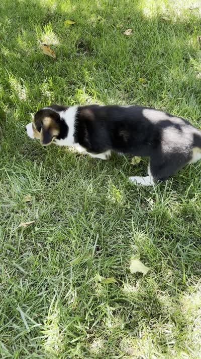 Autumn, a female Pembroke Welsh Corgi for sale in Sullivan, IL – 5 of 5
