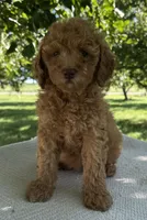 Charli, a female Miniature Goldendoodle for sale in Sullivan, IL – 4 of 6