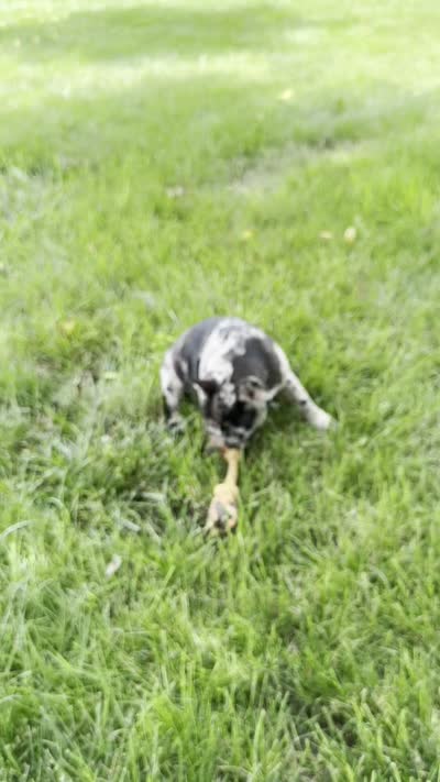 Meadow, a female Frenchton for sale in Sullivan, IL – 5 of 5
