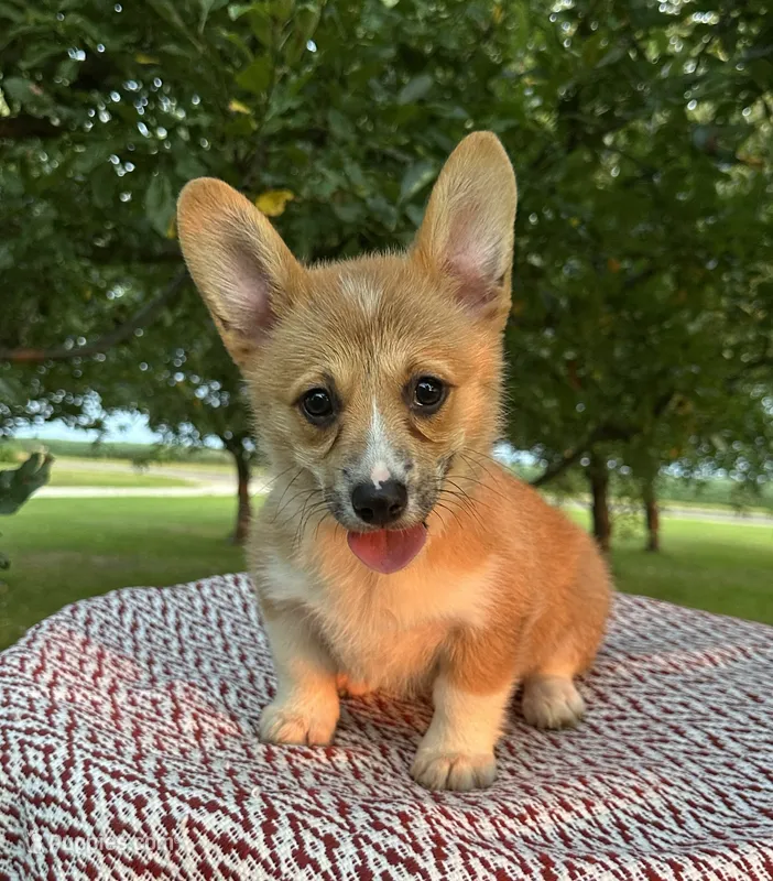 Ali – Pembroke Welsh Corgi puppy for sale in Sullivan, IL