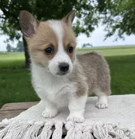 Lilac, a female Pembroke Welsh Corgi for sale in Sullivan, IL – 3 of 3