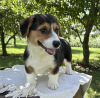 Autumn, a female Pembroke Welsh Corgi for sale in Sullivan, IL – 4 of 5