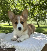 Cinnamon, a female Pembroke Welsh Corgi for sale in Sullivan, IL – 2 of 4