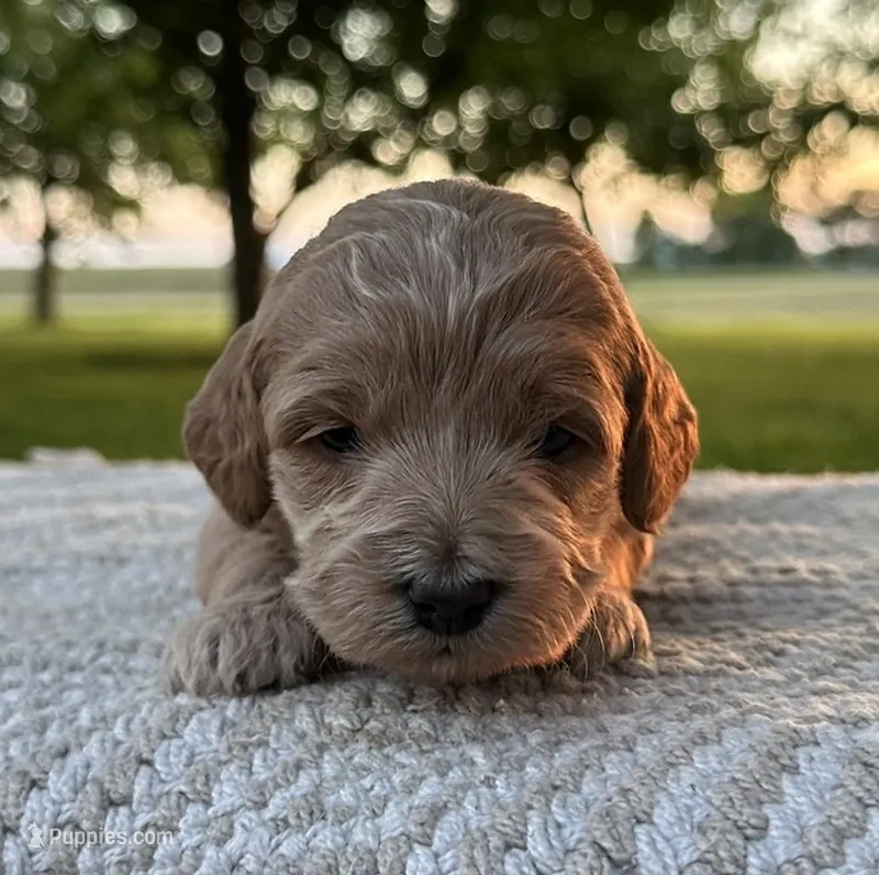 Vesper – Miniature Goldendoodle puppy for sale in Sullivan, IL