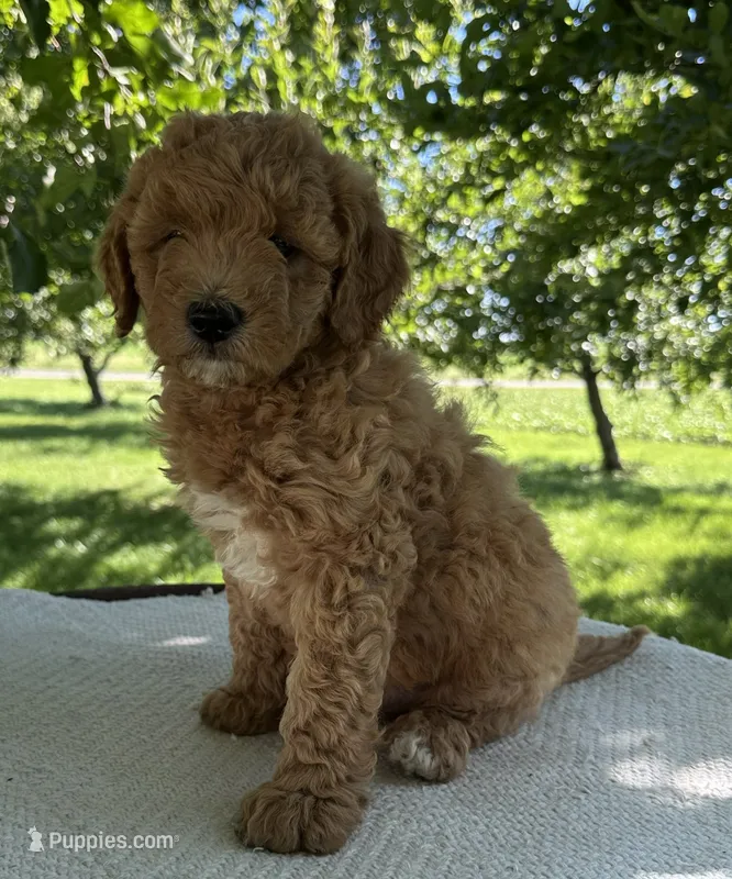 Rome – Miniature Goldendoodle puppy for sale in Sullivan, IL
