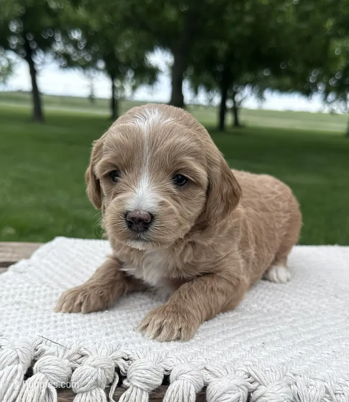 Diva – Miniature Goldendoodle puppy for sale in Sullivan, IL