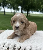 Diva, a female Miniature Goldendoodle for sale in Sullivan, IL – 1 of 4