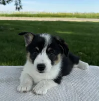 Skyler, a male Pembroke Welsh Corgi for sale in Sullivan, IL – 2 of 4