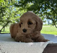 Summer, a female Miniature Goldendoodle for sale in Sullivan, IL – 3 of 5