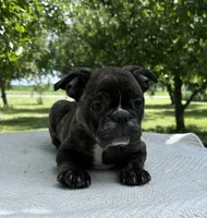 Ian, a male Frenchton for sale in Sullivan, IL – 1 of 4