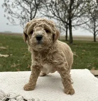 Ocean, a male Miniature Goldendoodle for sale in Sullivan, IL – Photo 3 of 4
