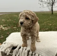 Ocean, a male Miniature Goldendoodle for sale in Sullivan, IL – Photo 4 of 4