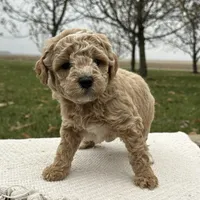Ocean, a male Miniature Goldendoodle for sale in Sullivan, IL – Photo 1 of 4