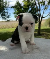 Partrick, a male Boston Terrier for sale in Sullivan, IL – 2 of 4