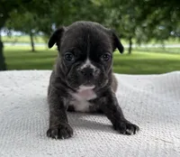 Kenzie, a female Frenchton for sale in Sullivan, IL – 2 of 3