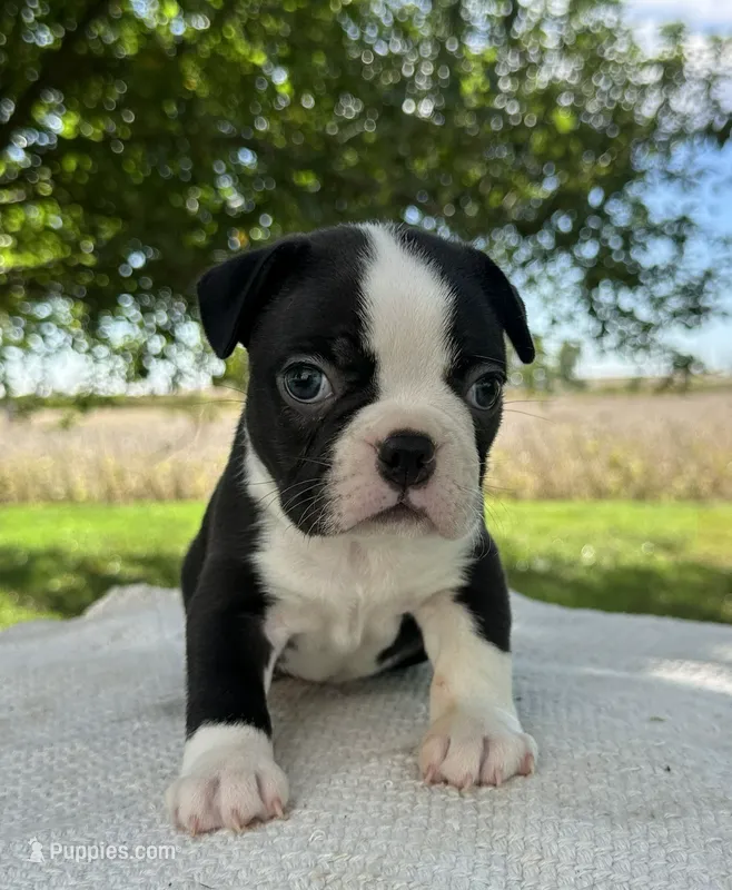 Blake – Boston Terrier puppy for sale in Sullivan, IL