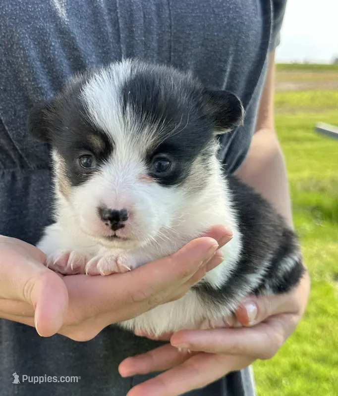 Marina – Pembroke Welsh Corgi puppy for sale in Sullivan, IL
