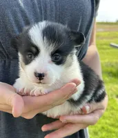 Marina, a female Pembroke Welsh Corgi for sale in Sullivan, IL – 1 of 2