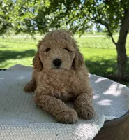India, a female Miniature Goldendoodle for sale in Sullivan, IL – 2 of 5
