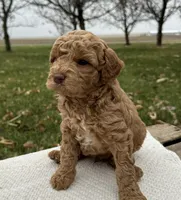 Maverick, a male Miniature Goldendoodle for sale in Sullivan, IL – Photo 2 of 3