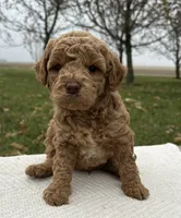 Maverick, a male Miniature Goldendoodle for sale in Sullivan, IL – Photo 1 of 3