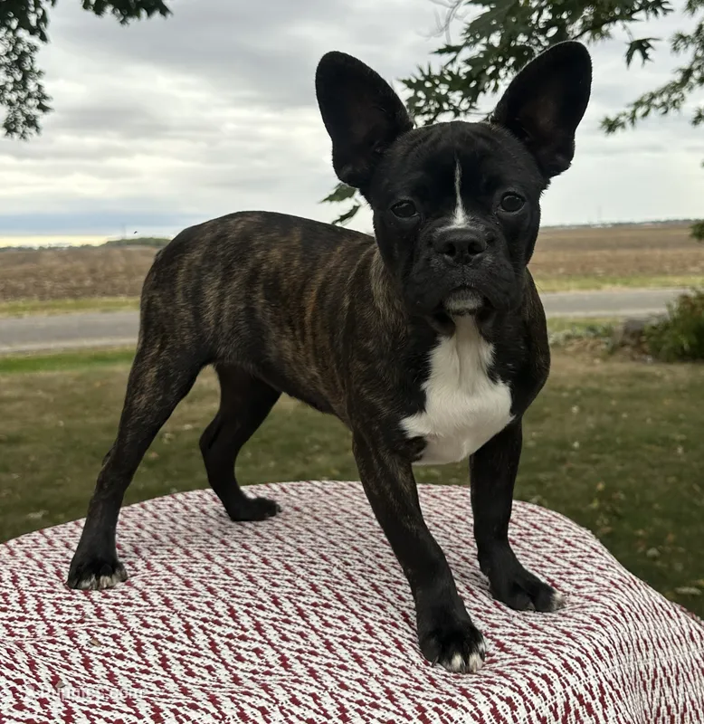 Kenzie – Frenchton puppy for sale in Sullivan, IL