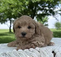 Whitley, a female Maltipoo for sale in Sullivan, IL – 1 of 4