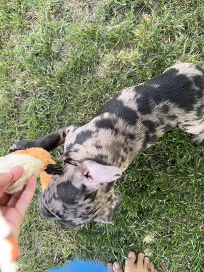 Maple, a female Frenchton for sale in Sullivan, IL – 6 of 6