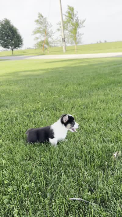 Skyler, a male Pembroke Welsh Corgi for sale in Sullivan, IL – 4 of 4