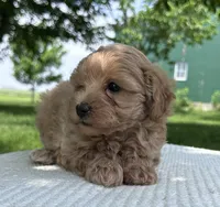 Whitley, a female Maltipoo for sale in Sullivan, IL – 3 of 4