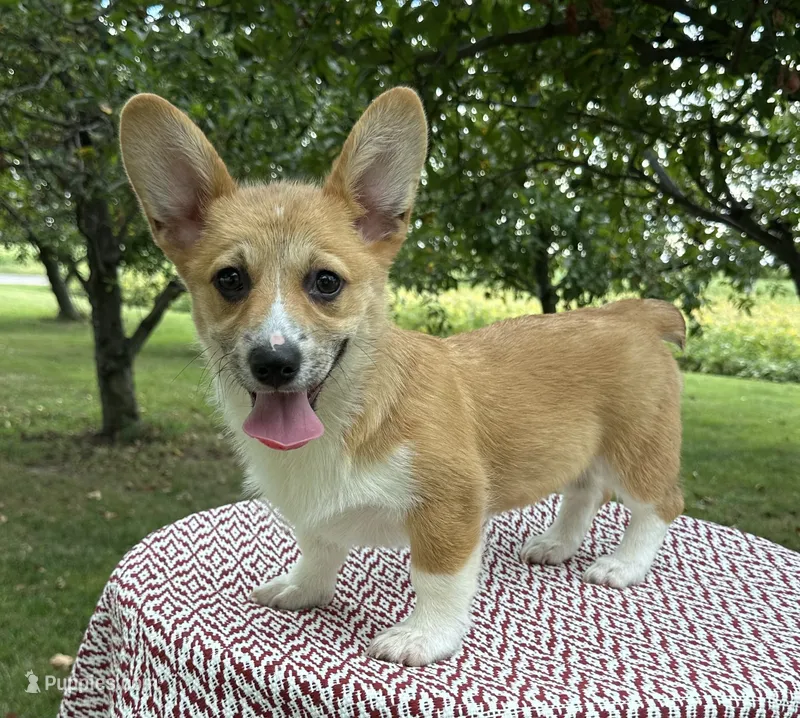 Ali – Pembroke Welsh Corgi puppy for sale in Sullivan, IL