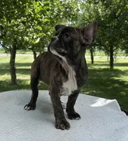 Aniya, a female Frenchton for sale in Sullivan, IL – 4 of 6